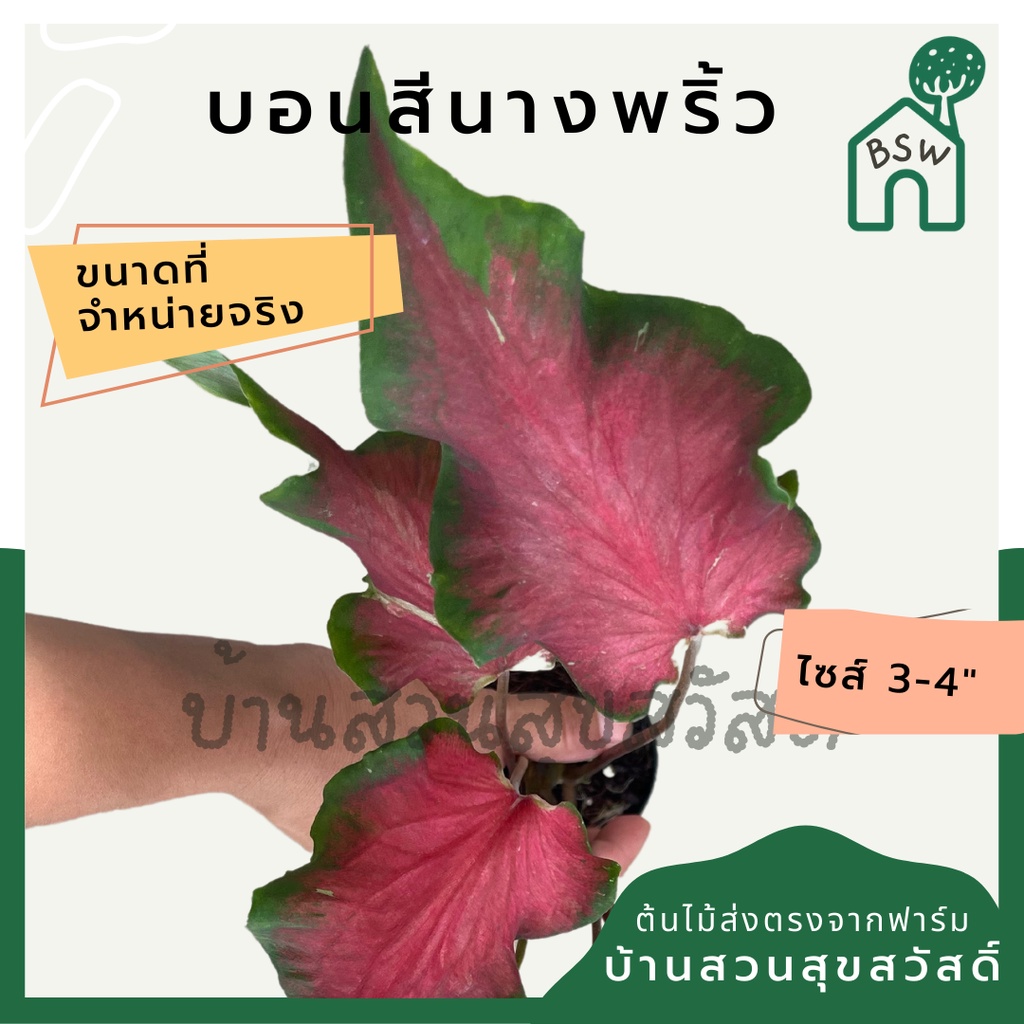 บอนสีนางพริ้ว-บอนนางพริ้ว-บอนสี-มาในกระถางพร้อมตั้ง