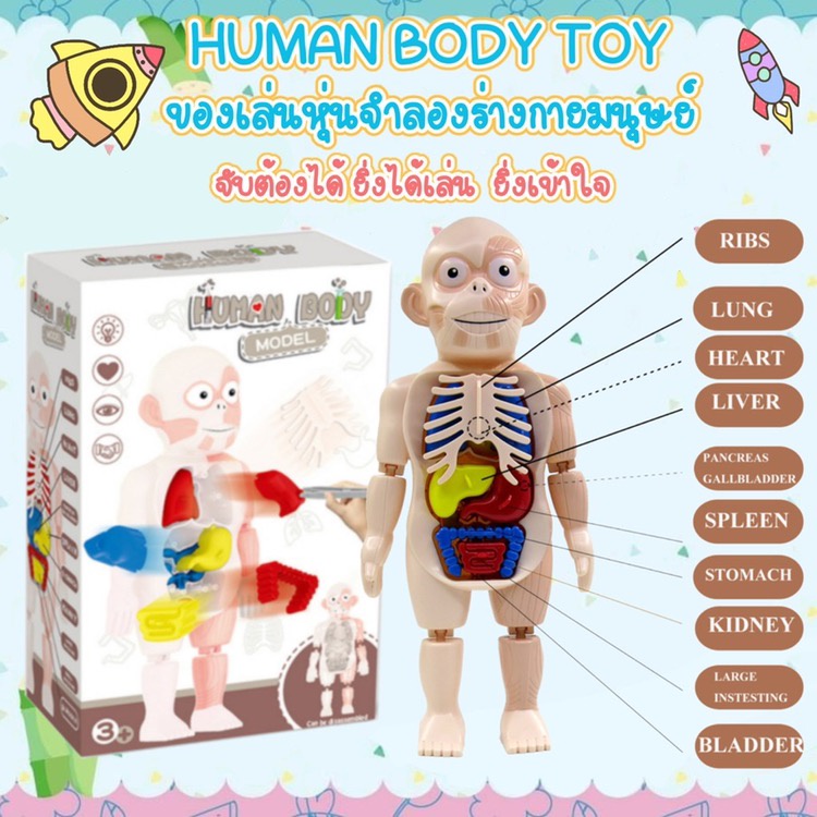 bhq-พร้อมส่งจ้า-human-body-model-ของเล่นจำลองร่างกายมนุษย์-ของเล่นstem-ของเล่นวิทยาศาสตร์-ของเล่นเด็ก