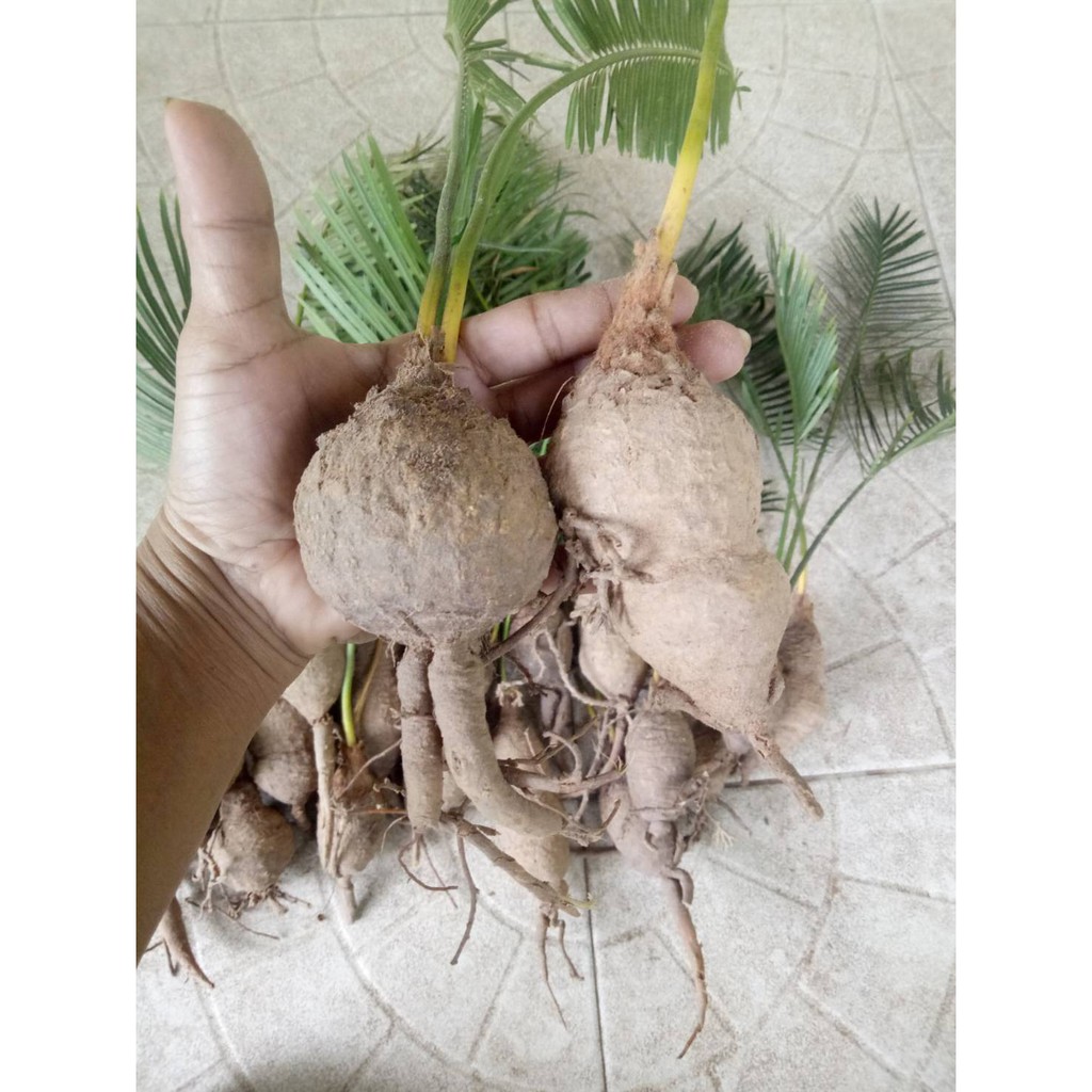 หัวปรง รอบหัว15cm.ส่งเฉพาะหัวไม่มีใบ ปรง ต้นปรง หัวปรง ปรงป่า ปรงนา ปรง ...