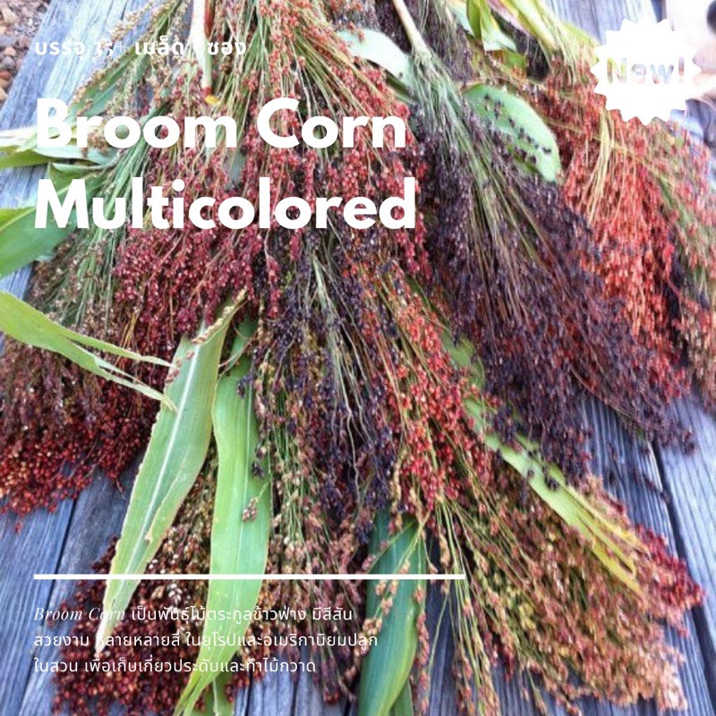 เมล็ดนำเข้า-broom-corn-multicolored