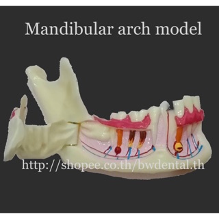 Dental Communication Model Mandibular Model for Dental Teaching Training Model