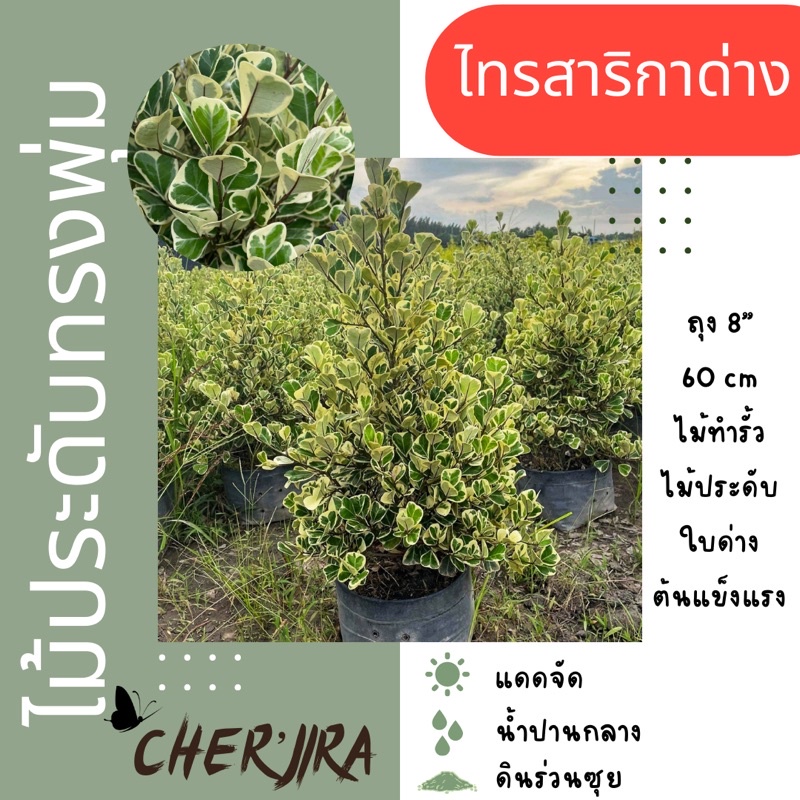 ไทรสาริกาด่าง-ไทรหัวใจเศรษฐี-ไทรสามเหลี่ยม-ใบด่าง-ขนาด-60-cm-ถุง8-จำกัด-2-ต้น-1ออเดอร์