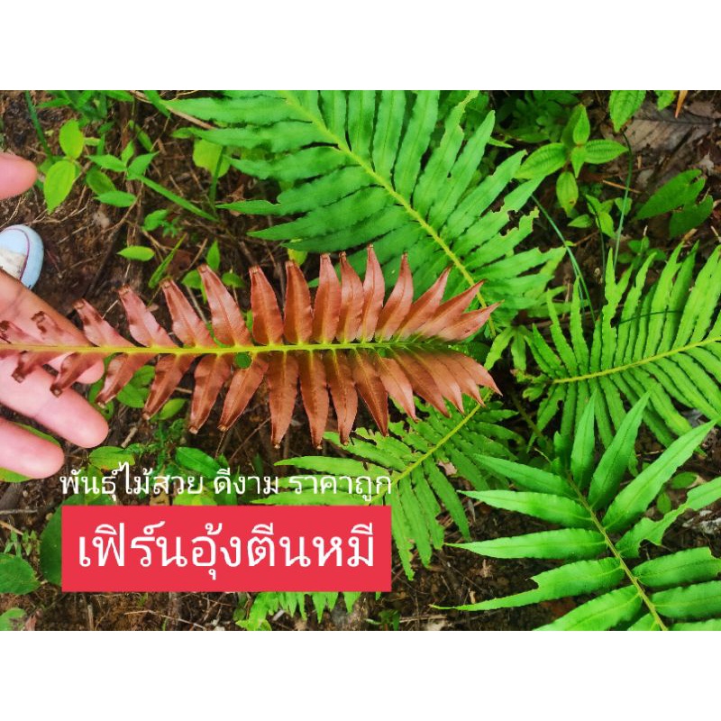 เฟิร์นอุ้งตีนหมีพันธ์หายาก