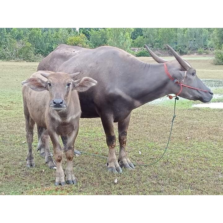 ของแท้-ส่งในไทย-เห็นผลดี-ยาควายเร่งผสมพัน-1-ลิตร-วิตามินบำรุงระบบสืบพันธุ์วัว-ยาบำรุงระบบสืบพันธุ์วัว-โตไวดี