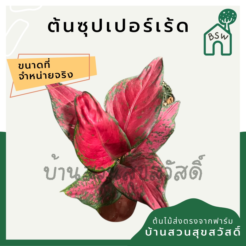 ซุปเปอร์เร้ด-ในกระถางพร้อมตั้ง