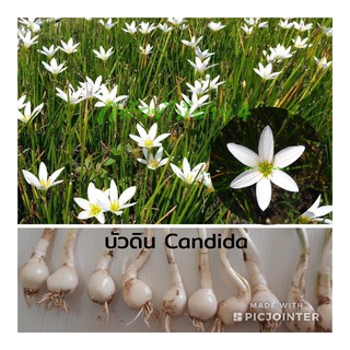 ภาพขนาดย่อของภาพหน้าปกสินค้าบัวดิน แคนดิดา (Candida) ดอกบัวดินสีขาว 10 หัว จากร้าน bangkokgreen บน Shopee