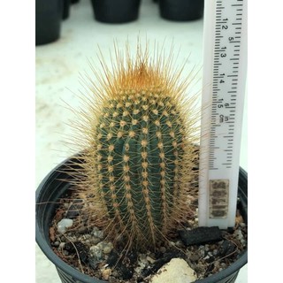 micranthocereus estevesii ไม้ลำ