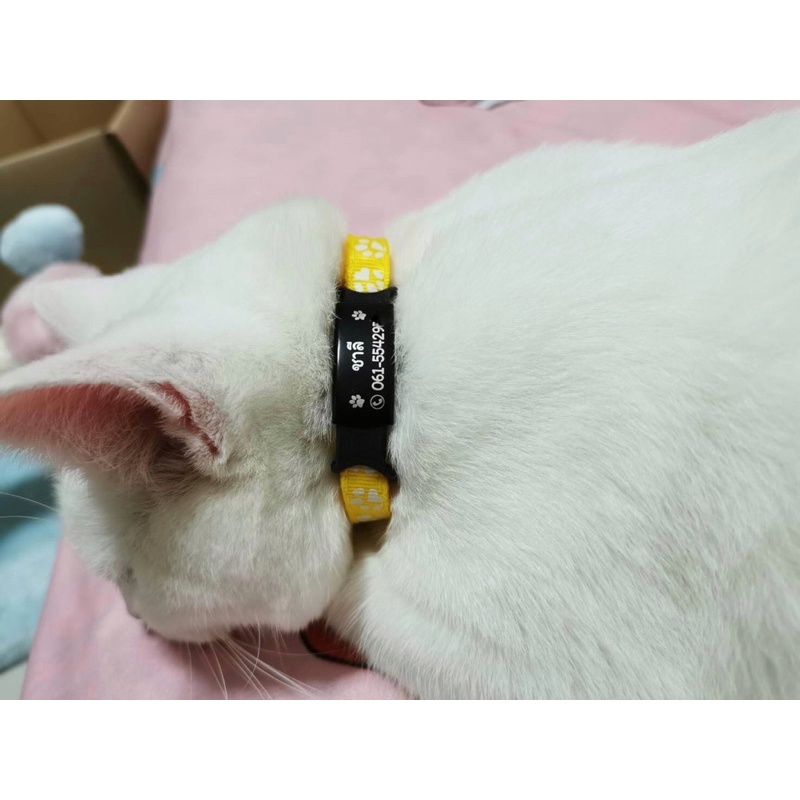 ภาพสินค้าป้ายชื่อแมว ปลอกคอนิรภัยแมว ป้ายสแตนเลสถอดสวมออกได้ จากร้าน petty8shop บน Shopee ภาพที่ 8