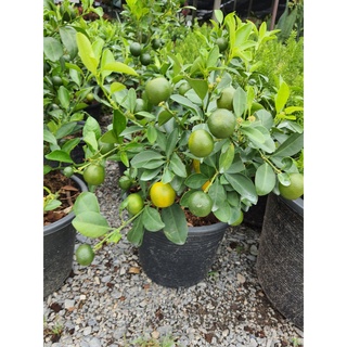 ต้นส้มจี๊ด ส้มมังกรทอง ส้มมงคล ในกระถาง10นิ้ว ลูกดก ลูกเยอะ ตามรูป รับรองตรงปก ไม้ฟอกอากาศ มีความเชื่อกันว่า