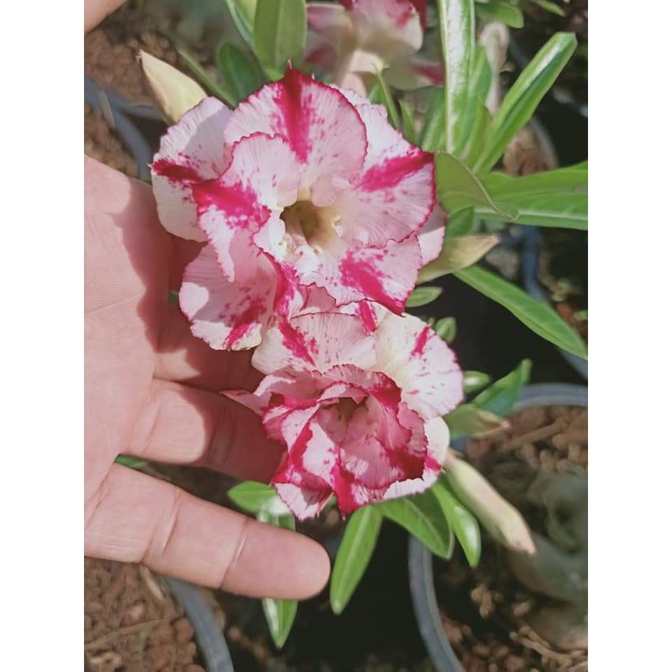 ขาย-ต้นพันธุ์-มีสีให้เลือก-ดอก-ต้น-ชวนชม-กุหลาบทะเลทราย-desert-rose-adenium-fadel