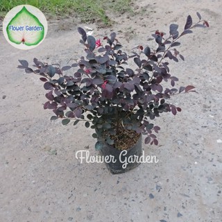 Flower Garden F362 ต้นหงส์ฟู่ Loropetalum Chinense ต้นไม้มงคลของจีน *เปลี่ยนสีใบตามแสงที่ได้รับ กระถาง 10 นิ้ว