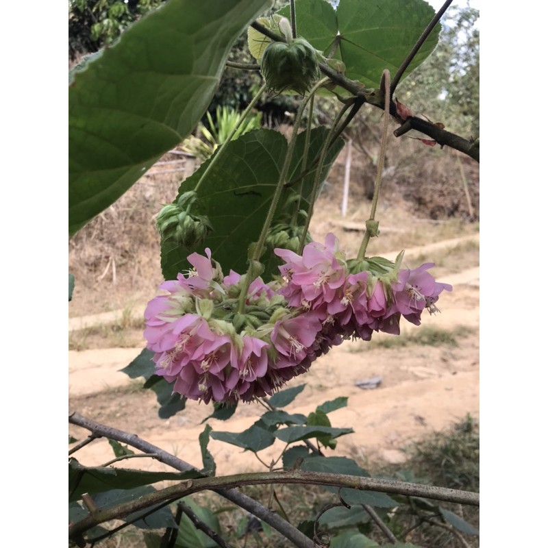 พุดตานญี่ปุ่น-dombeya-elegans-ต้นใหญ่ติดดอกพร้อมปลูก