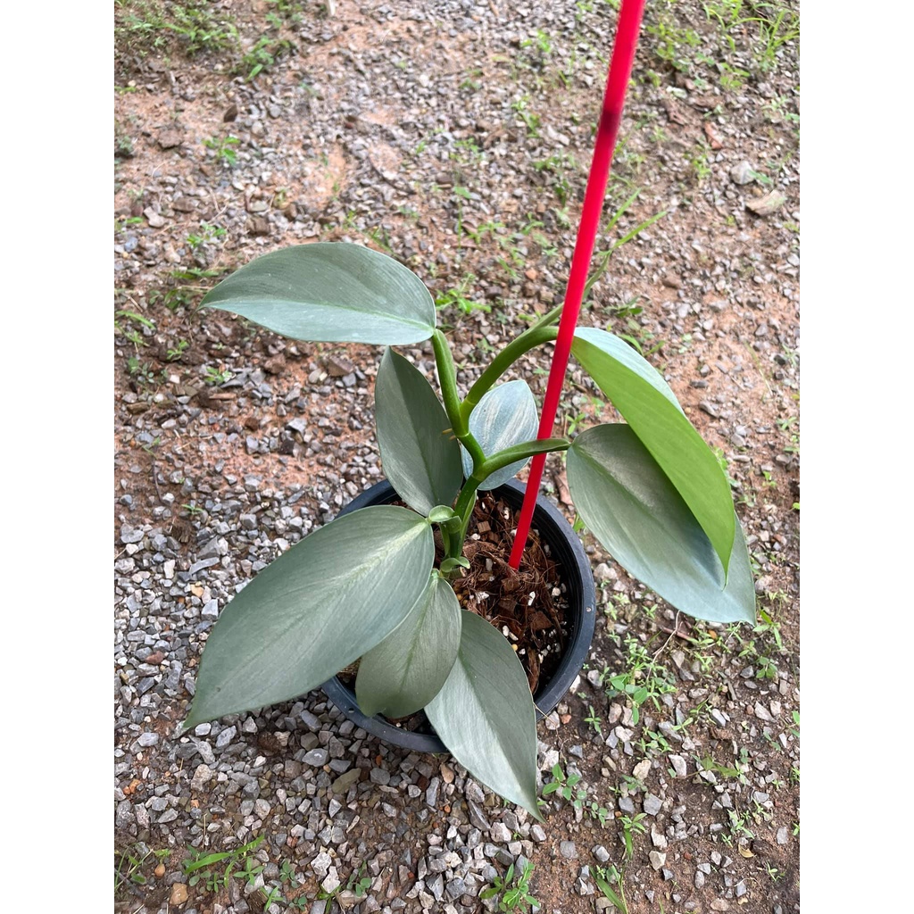 ภาพหน้าปกสินค้าต้น Philodendron silver sword ฟิโลดาบเงิน ไม้ฟอกอากาศ จากร้าน mr.lucky_garden บน Shopee