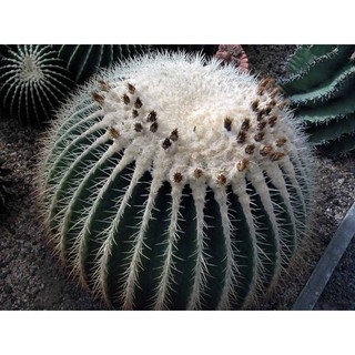 Echinocactus grusonii v alba (ถังเงิน) (5 เมล็ด)