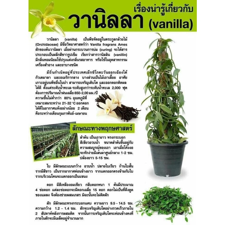 ภาพสินค้าเถาต้นวานิลลา สายพันธุ์แพลนนิโฟเลีย ใบเล็ก (Planifolia Vanilla Orchid Vine) ยาว 50 ซม. แทงรากแล้ว จากร้าน bangkokgreen บน Shopee ภาพที่ 4