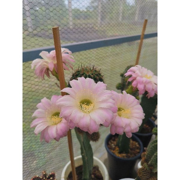 แคคตัส cactus อิชินอป Echinopsis ขนาด 3 - 4  ซม. ดอกใหญ่  กลิ่นหอมมากครับ