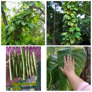 (จำหน่าย กิ่งพันธุ์)พลูด่างยักษ์ พลูด่างใบใหญ่  พลูด่าง Spotted betel tree Big betel tree ต้นไม้ฟอกอากาศ ไม้ประดับ กชกร