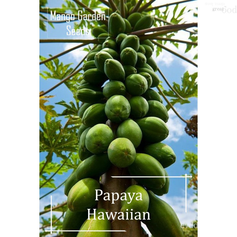 เมล็ดพันธุ์มะละกอฮาวาย-30-seed-hawaiian-papaya-seeds-ผลผลิตสูง-pear-shape-fruits-njoj