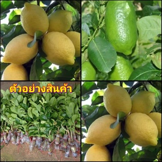 (1ต้น)vาย ต้นพันธุ์) ต้น เลมอน พันธุ์ ยูเรก้า Eureka Lemons มะนาว ต้นมะนาว กิ่งตอน ไร่อิงดาว