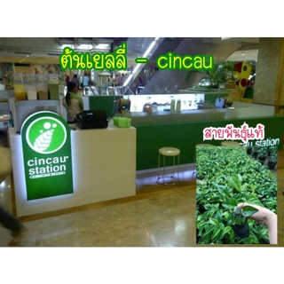 ต้นเยลลี่สายพันธุ์เลื้อย,cincau