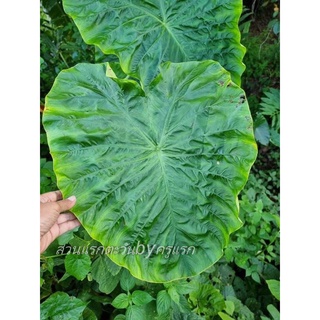 Colocasia Green heart giant จัดส่งแบบล้างรากตัดใบ