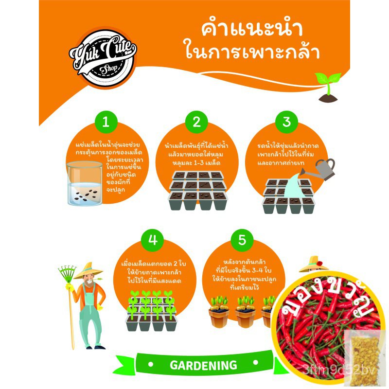 เมล็ดพันธุ์-แถมเมล็ดผัก-เมล็ดพันธุ์ผักสลัด-5ชนิด-รวม-250เมล็ด-อัตราการงอก95-เมล็ดพันธุ์-ผักสลัด-เมล็ดผัก-เมล็ดผักสลัด