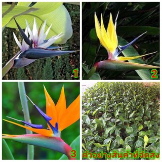 (1ต้น) มี5สีให้เลือก ต้น ดอก เบิร์ดออฟพาราไดซ์ เบิร์ด bird of paradise เฮลิโคเนีย heliconia  ปักษาสวรรค์ เบิร์ด Orif