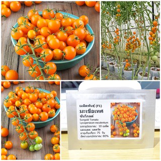 เมล็ดพันธุ์ มะเขือเทศเชอรี่ ซันโกลด์ (Sungold Tomato Seed) บรรจุ ล็ด คุณภาพดี ราคาถูก50 เมล็ด (ไม่ใช่พืชที่มีชีวิต)