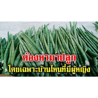 ว่านงาช้าง Sansevieria Boncel ต้นไม้กระถาง ในกระถาง 4 นิ้ว ต้นสูง 8 นิ้ว (ในกระถางมี 8-10 ต้นรวมกัน) ต้นไม้ฟอกอากาศ