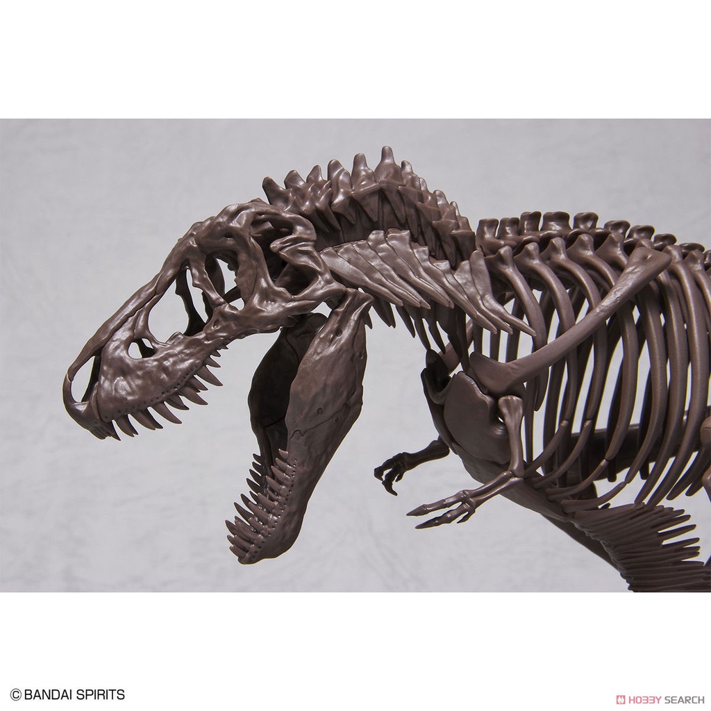 พร้อมส่ง-imaginary-skeleton-tyrannosaurus-โครงกระดูกไดโนเสาร-ไทโนซอรัส-t-rex