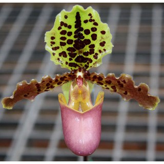 กล้วยไม้รองเท้านารีเฮนรีเอนั่ม สีลายสวย Paphiopedilum henryanum กระถาง 2.5 นิ้ว