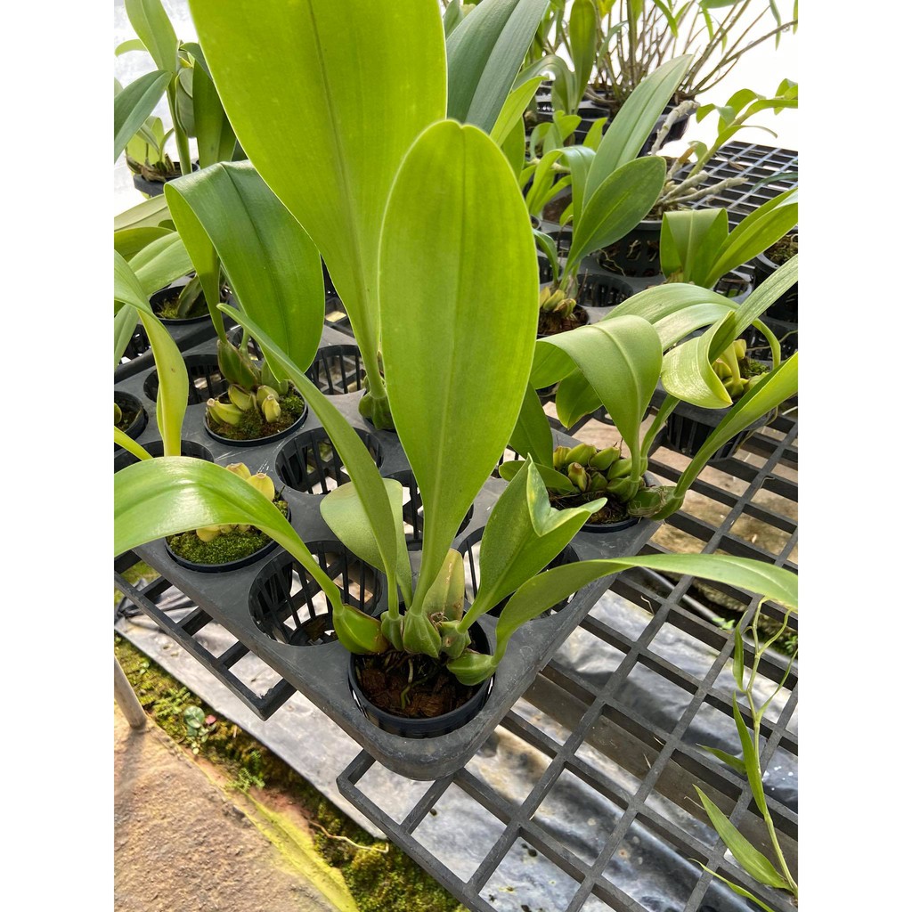 กล้วยไม้สิงโตใบใหญ่-ดอกใหญ่-กราวิโอเลน-bulbophyllum-graveolens-1-ต้น-size-l