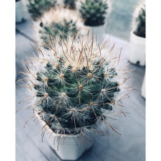 แคคตัส แมมลูกแมว Mammillaria Guelzowiana ดอกใหญ่