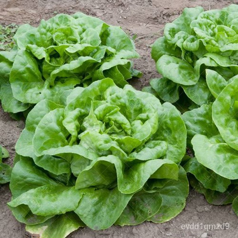 quick-delivery-lettuce-seeds-for-sale-100-seeds-bonsai-seeds-for-planting-vegetables-vegetable-plant-blossom-s-see00