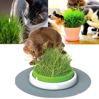 （เมล็ดพันธุ์ ถูก คละ）50เมล็ด เมล็ด หญ้าแมว Cat Grass Seeds เมล็ดบอนสี บอนสีหายาก เมล็ดดอกไม้ บอนสีสวยๆ ต้นไม้มงคล พันธุ์