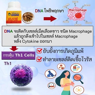 ภาพขนาดย่อของภาพหน้าปกสินค้าคนที่แพ้คีโม มะเร็ง ภูมิคุ้มกันต่ำ และใช้กับ มะเร็งหมา มะเร็งแมว ได้ด้วย - โพธิพฤกษา อาหารเสริม 100 แคปซูล จากร้าน naneris บน Shopee ภาพที่ 3