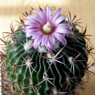 Echinofossulocactus kellerianus (5 seeds)