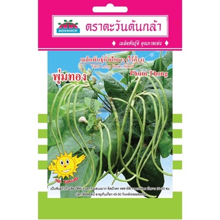 เมล็ดพันธุ์ ถั่วฝักยาว (ไร้ค้าง) พุ่มทอง 8 กรัม (74 เมล็ด)/ซอง ตราตะวันต้นกล้า