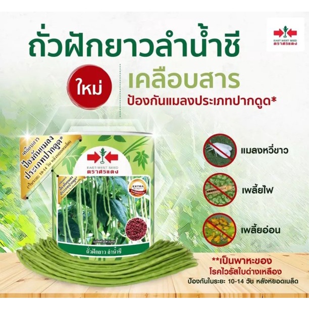 ใหม่-ถั่วฝักยาว-เมล็ดพันธุ์-ถั่วเนื้อ-ลำน้ำชี-มีให้เลือก-100g-500g-ศรแดง-เคลือบสารป้องกันแมลงพาหะของไวรัสใบเหลือง