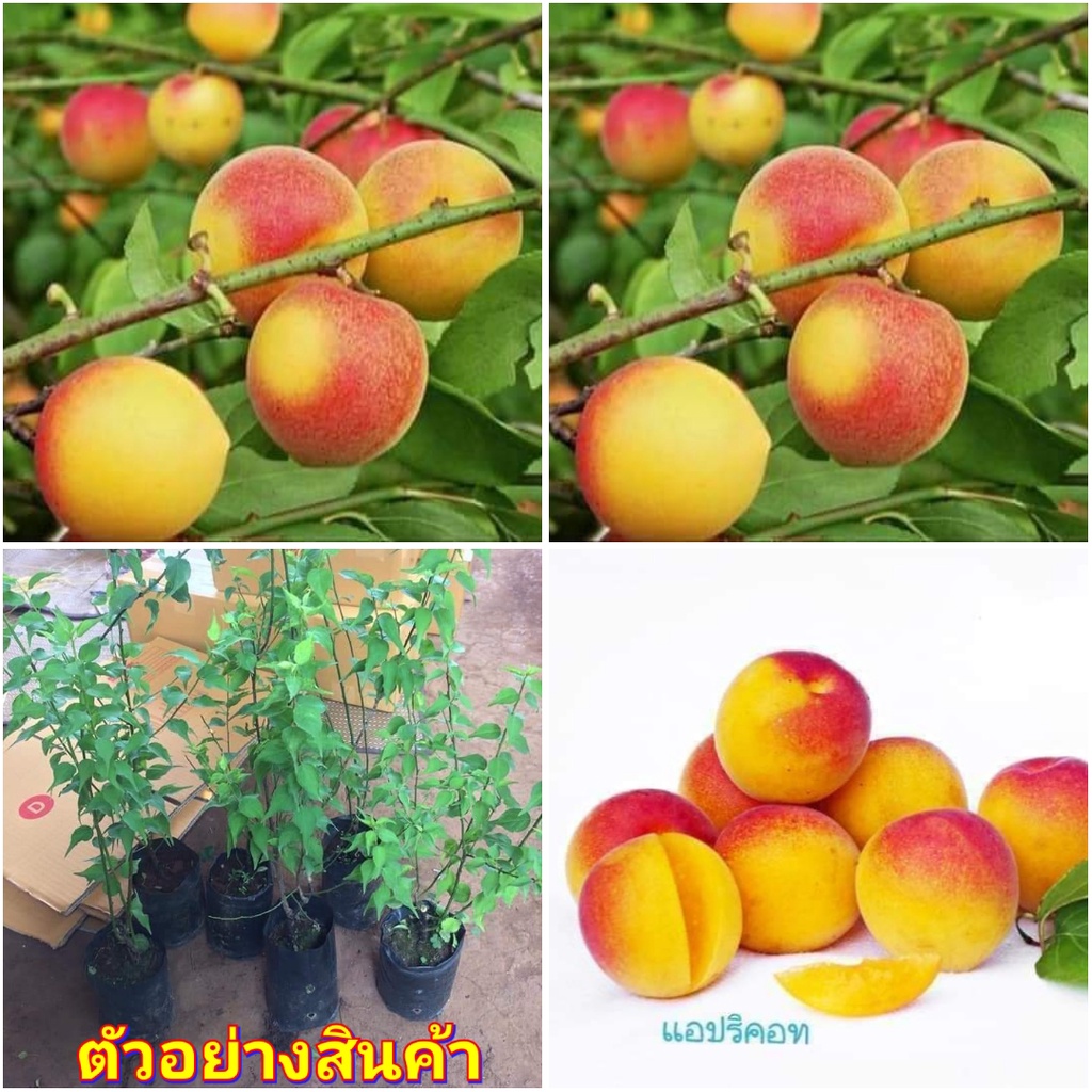 1ต้น-vาย-ต้นพันธุ์-ต้น-แอปริคอทญี่ปุ่น-umi-apricot-แอปริคอท-ต้นแอปริคอท-ญี่ปุ่น-ไร่อิงดาว