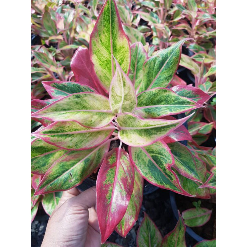 ต้น-aglaonema-สยามออเร้นท์