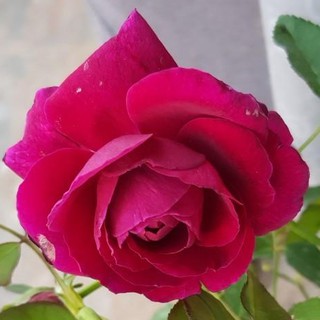 สินค้า ต้นกุหลาบสายพันธุ์ยุโรป พันธุ์ก้านยาว ดอกใหญ่ English rose ดอกใหญ่สีแดง ลำต้นสูง 60-80ซม จัดส่งพร้อมกระถาง 8 นิ้ว