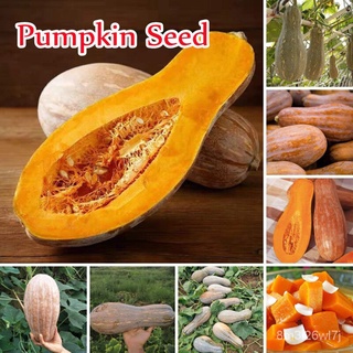 （รับประกันหลังการขายงอก100%）20 เมล็ด Pumpkin Seeds เมล็ดพันธุ์ผัก Vegetable Seed Plants Seed บอนไซ  เมล็ดดอกไม้ บอนสี เม