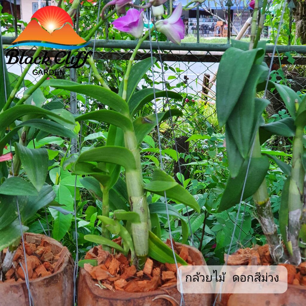 ต้นกล้วยไม้-กล้วยไม้-orchid-flower-ไม้ดอกไม้ประดับ-ดอกไม้-ไม้มงคล-ไม้หอม-พันธุ์ไม้-แจกัน-กระถาง-ของประดับบ้าน-สวนเขาหมาก