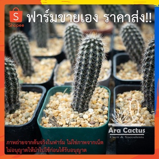 สวนขายเอง! ดินสอดำ Setiechinopsis mirabilis ไซส์กระถาง 2 นิ้ว แคคตัส กระบองเพชร ต้นไม้ประดับ อวบน้ำ  แคนตัส  ตะบองเพชร