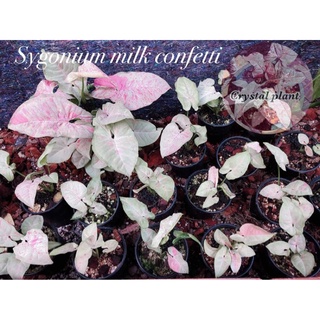 syngonium milkconfettiด่างจัดๆสำหรับสายฟรุ้ฟริ้ง