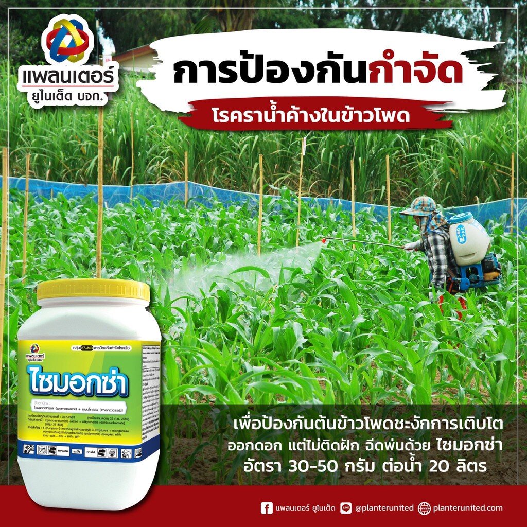ภาพหน้าปกสินค้าไซม็อกซ่า 500 กรัม ไซมอกซานิล + แมนโคเซบ บริษัท แพลนเตอร์ ยูไนเต็ด จำกัด จากร้าน thaiseedonline บน Shopee