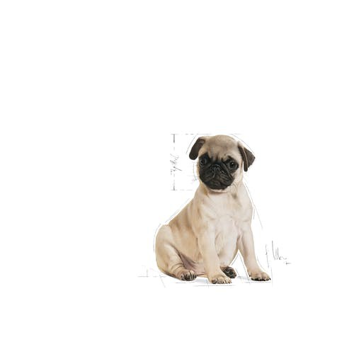 cheaper-royal-canin-pug-puppy-1-5kg-โรยัลคานิน-อาหารลูกสุนัข-ปั๊ก-ขนาด-1-5-กิโลกรัม