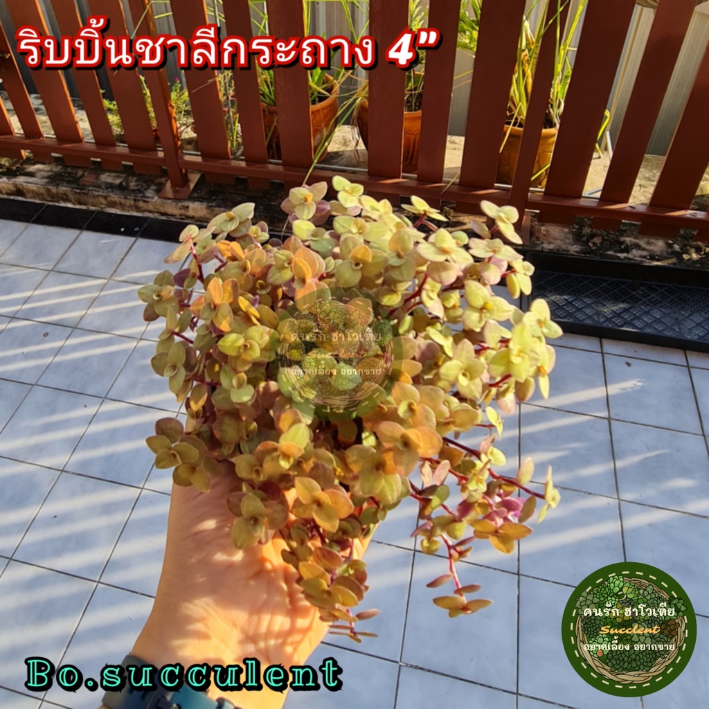 ริบบิ้นชาลีสีทอง-ริบบิ้นชาลี-กระถาง-4-นิ้ว