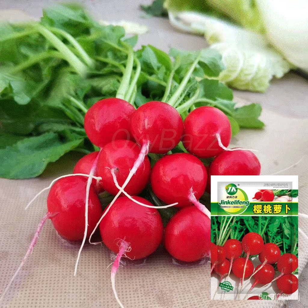 อินทรีย์-ต้น-ดอก-เมล็ดแรดิช-500เมล็ด-radish-seed-หัวผักกาด-หัวผักกาดฝรั่ง-หัวผักกาดแดง-pras